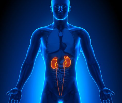 What Causes Kidney Disease?