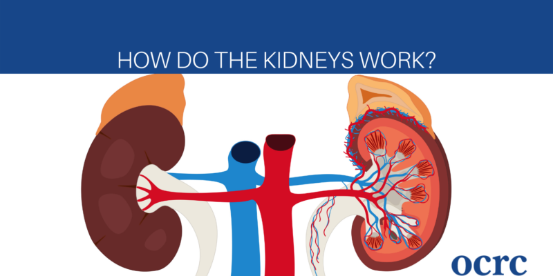 How Do The Kidneys Work?