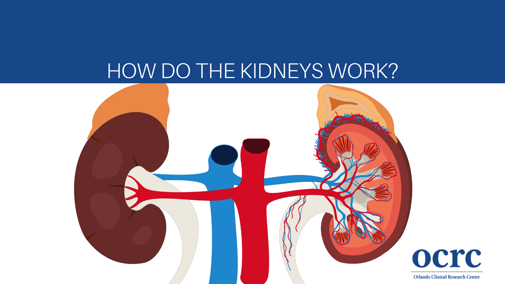 How Do The Kidneys Work?