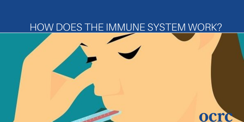 How Does the Immune System Work?