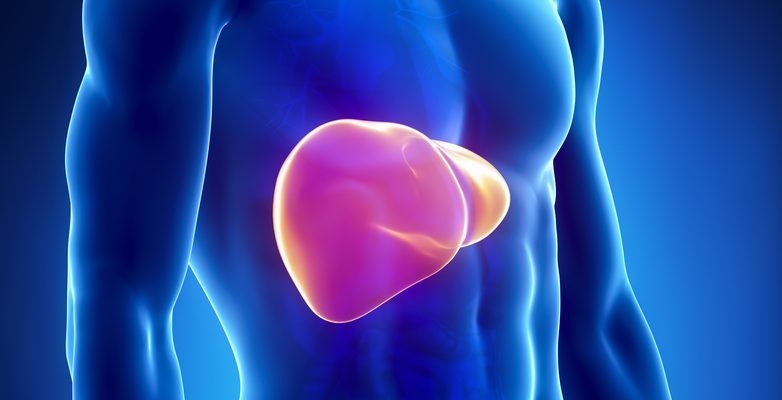 Understanding the Liver’s Role in Digestion