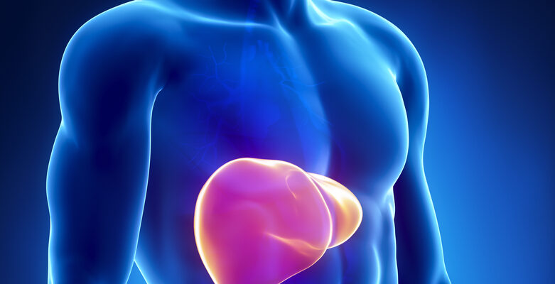 Understanding the Liver’s Role in Digestion