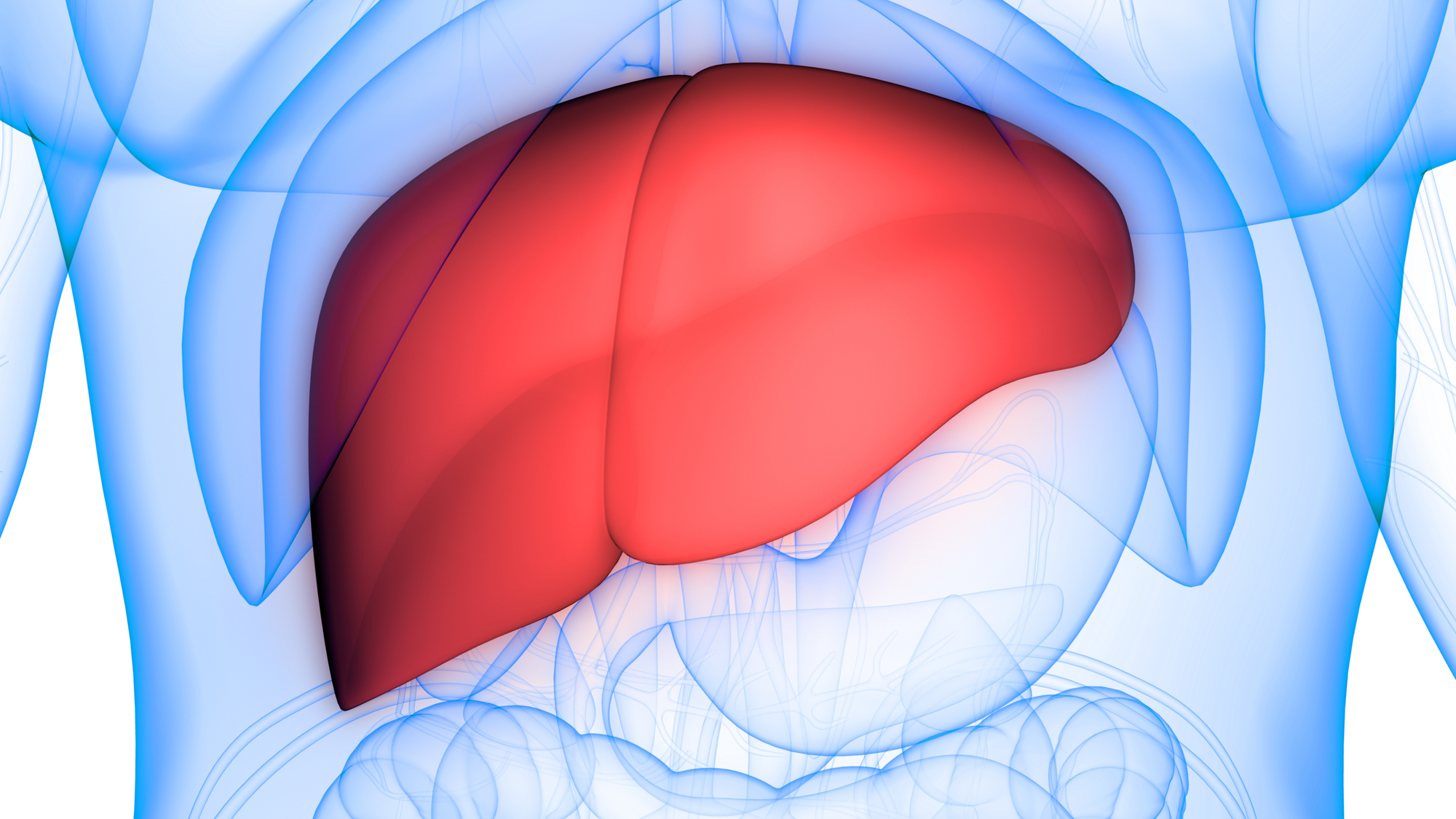 what-are-the-four-stages-of-liver-disease